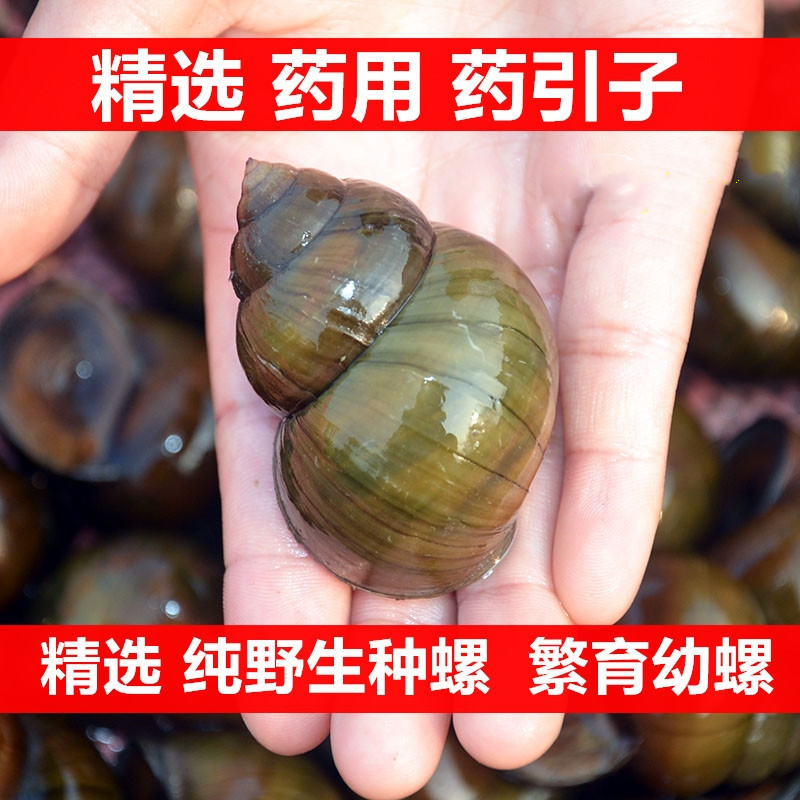 Fresh Live Snails from Rice Fields, Fishing Snails, Edible Fresh Snails, Ornamental Snails