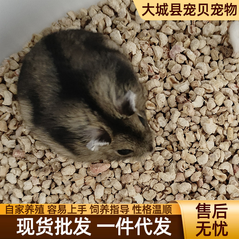 Оптовые хомяки, живые питомцы, подходящие для детей, трилинейный фиолетовый хомяк Пудинг Серебряная Лисица