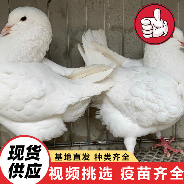 Shandong Farms Sell a Large Number of White-Feathered King Pigeons Aged 3-6 Months. How Much Does a Floor-Standing King Pigeon Cost?