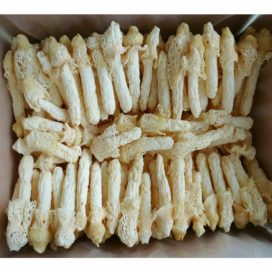 [Yufulong] Bamboo Fungus 12- 15cm Wild Red Bamboo Fungus Aaa Grade Selection Hotel Dry Bamboo Fungus Wholesale