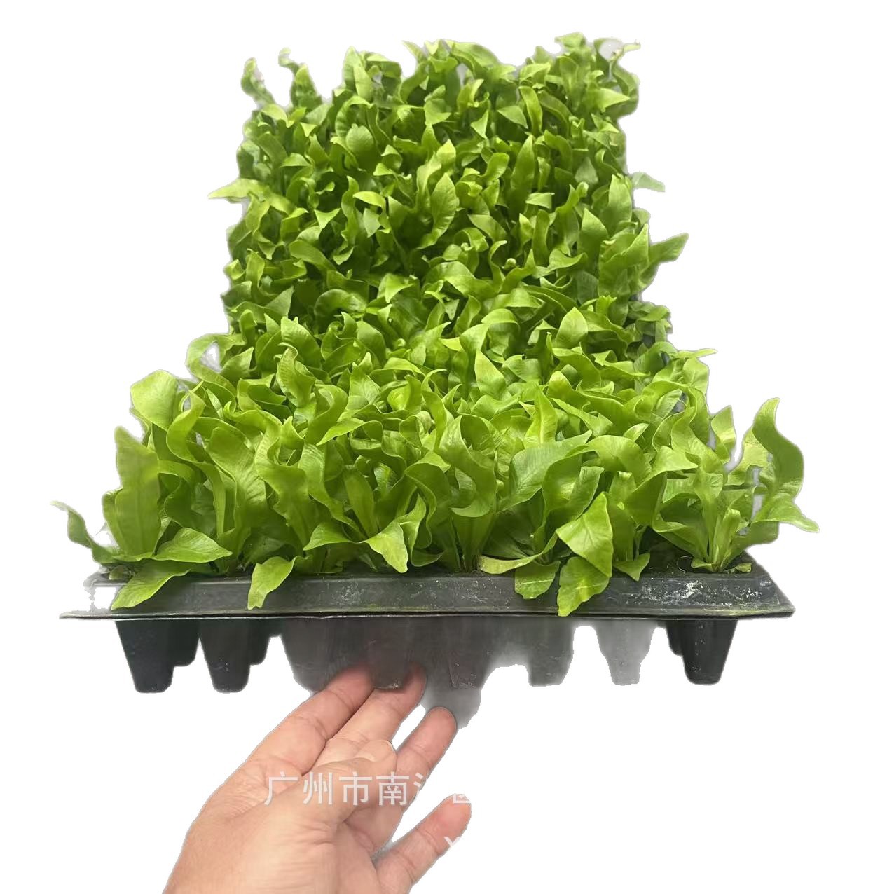 Micro-Landscape Green Plants Flame (Fire) Bird's Nest Fern Seedlings Mini Potted Plants Water Tank Landscaping Fern Ecological Tank Green Wall