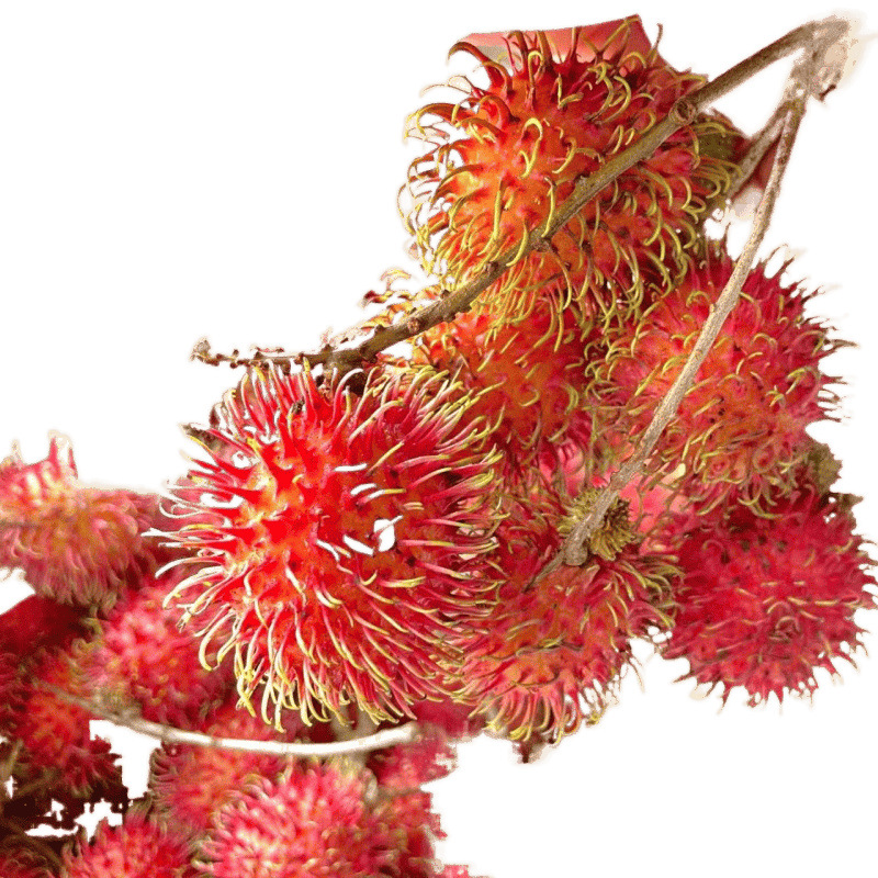 Fresh Rambutan Fruit, Tropical Fresh Fruit, Bad Fruit Will Be Compensated if Picked Now