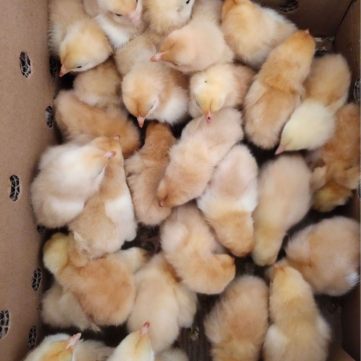 Three Yellow Rooster Seedlings, Small Species, Hunan Yellow, One-Day-Old Pet Stall, Cheap Live Animals, One-Day Small Yellow Chicken