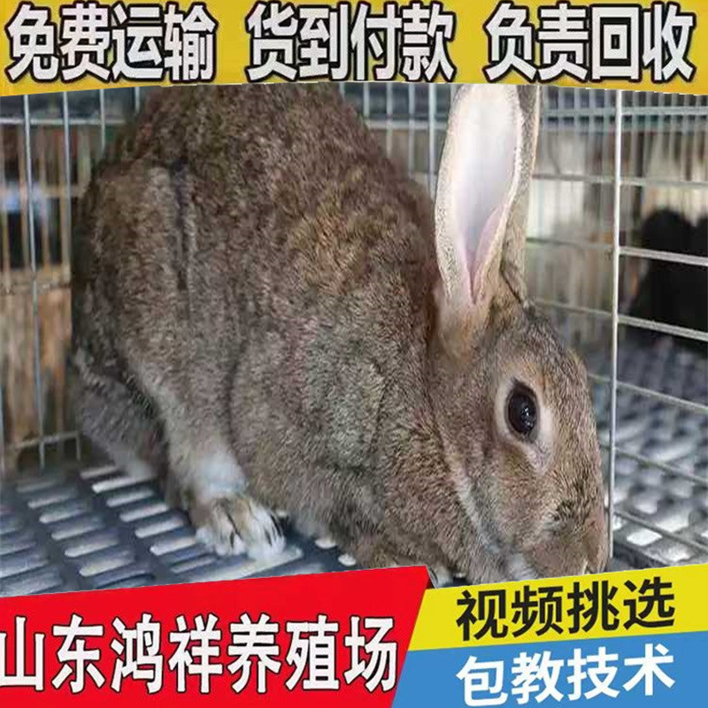 Self-Produced and Sold Hongxiang Belgian Rabbit Breeding Farm Sells Live Rabbits at Low Prices. Belgian Meat Rabbits Are Easy to Feed