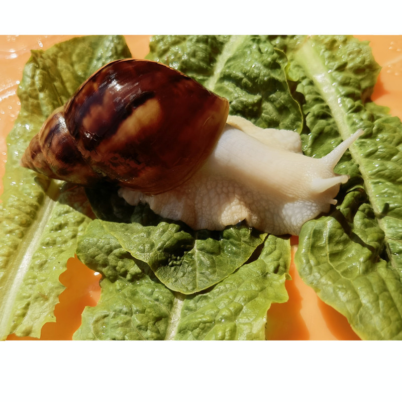 Питомец белый нефрит, живая гигантская улитка, набор для наблюдения студента, научный эксперимент, обучение, маленькая улитка