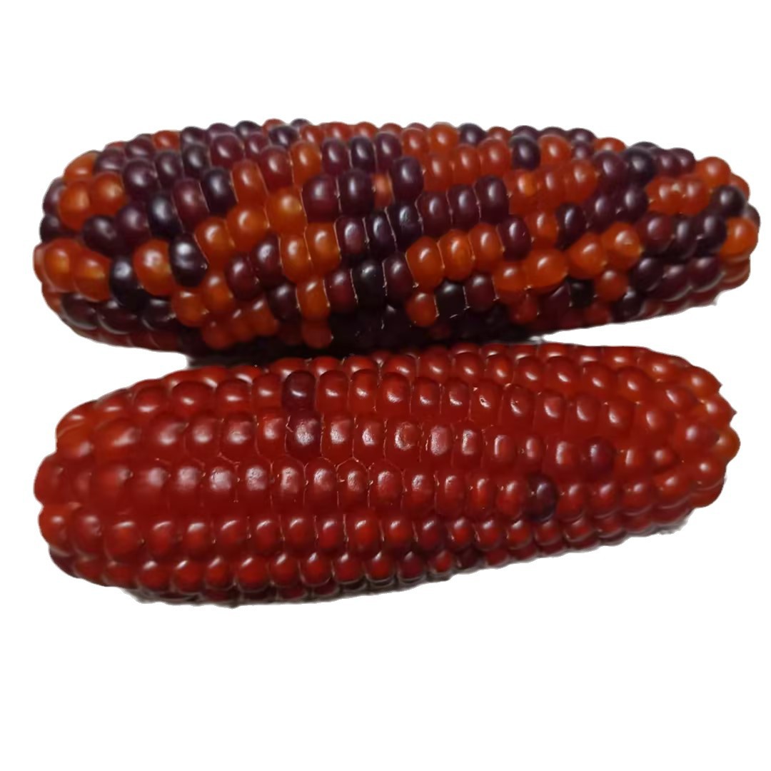 Wholesale Hamster Food Staple Food Mini Corn Rabbit Chinchilla Hamster Molar Snacks Pet Molar Corn Cob