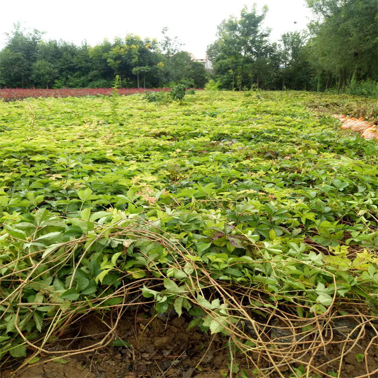 Five-Leaf Creeper Base Climbing Vine Wholesale Price in Xi'An, Slope Protection Climbing Vine, Climbing Creeper