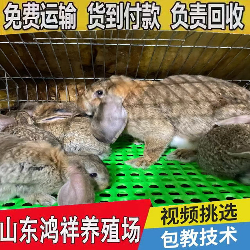 Shandong Promotes Live Ram Rabbits and Supplies Breeding Rams and Rabbits with Free Shipping Nationwide for Breeding and Ornamental Purposes