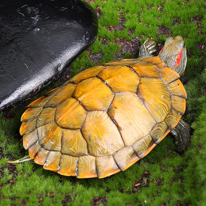 Factory wholesale Brazilian tortoise small turtle living creature ornamental pet turtle big turtle water turtle red ear turtle gold Brazilian tortoise