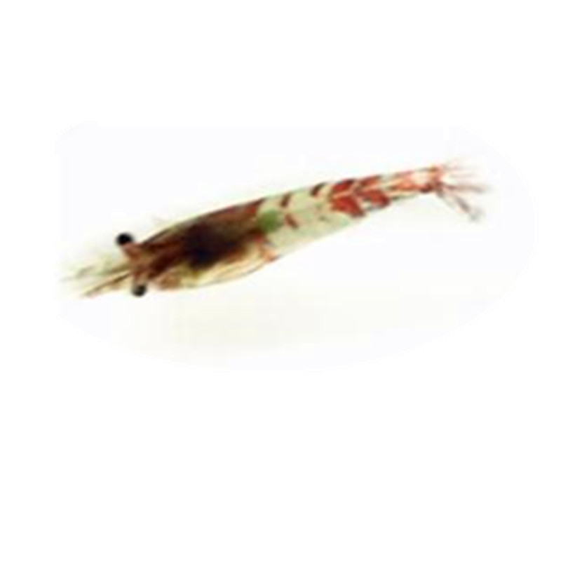 Sakura Shrimp Glazed Shrimp Mixed Red Glazed Shrimp Red Sakura Shrimp Ornamental Shrimp Pet Shrimp Freshwater Xiao Mi Shrimp Wholesale