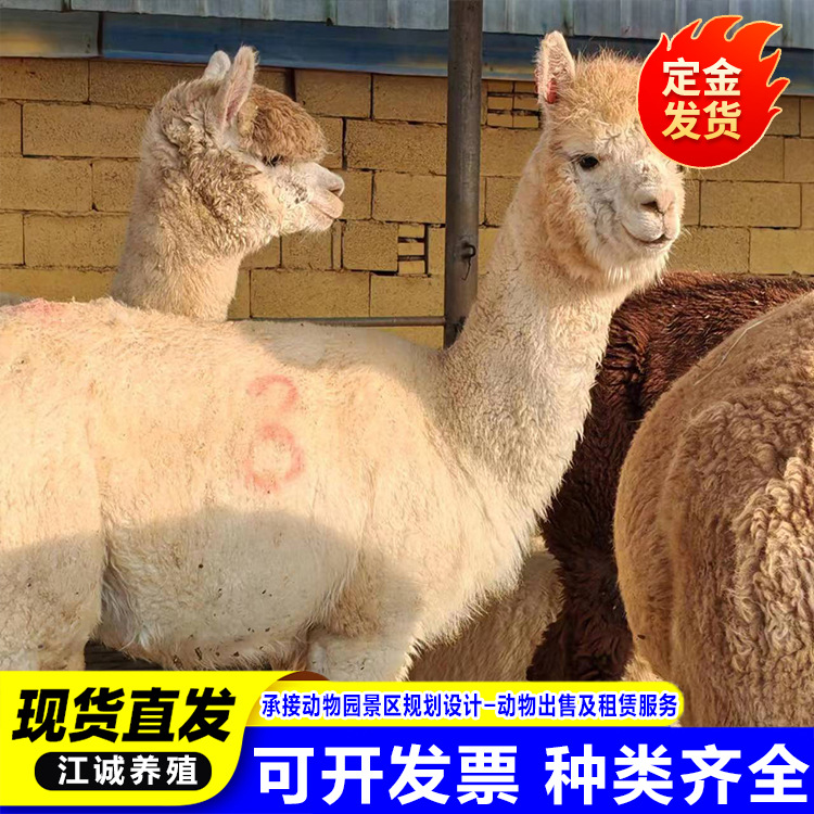 Garden Scenic Spot to Feed Alpacas Alive. How Much Does an Alpaca Baby Cost? Domestic Pet Cute Alpaca