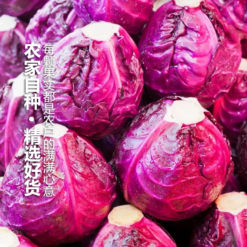 Fresh Purple Cabbage, Purple Cabbage Rich in Anthocyanins, Cold Salad, Nutritious Seasonal Purple Cabbage Wholesale