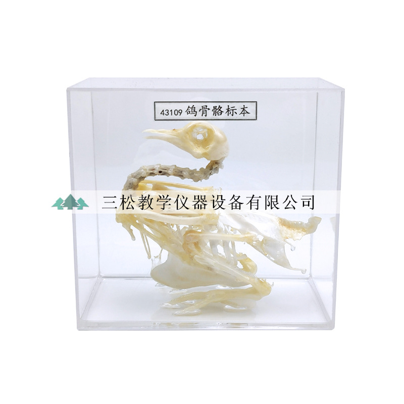 Snake skeleton specimen bat lizard Brazilian turtle rabbit crucian carp frog pigeon animal skeleton biological specimen