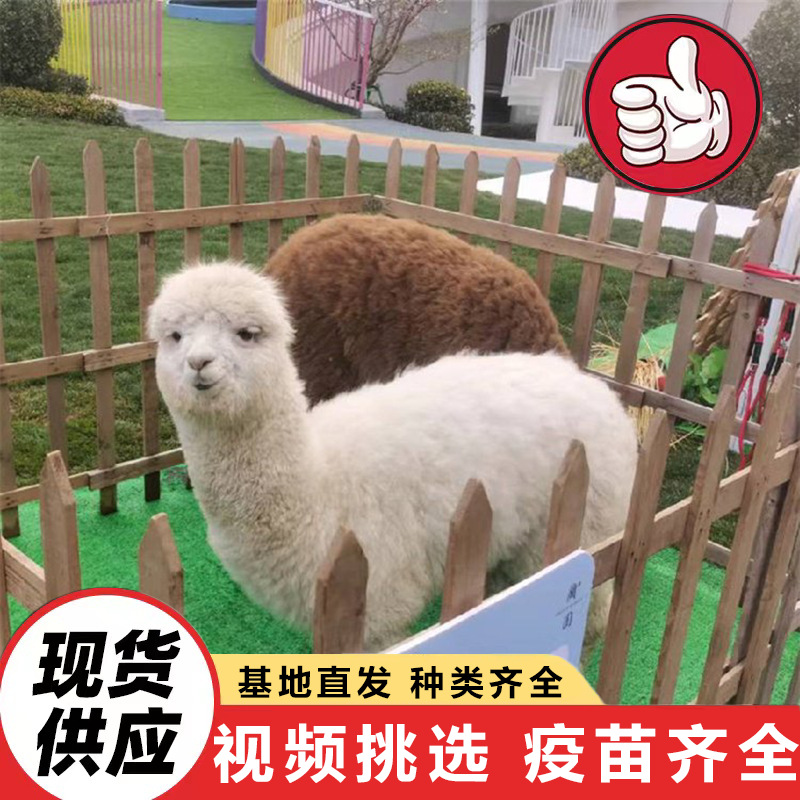 Cute Pet Alpaca Live Feeding Interactive Spitting Alpaca Family Park Pet Alpaca Price