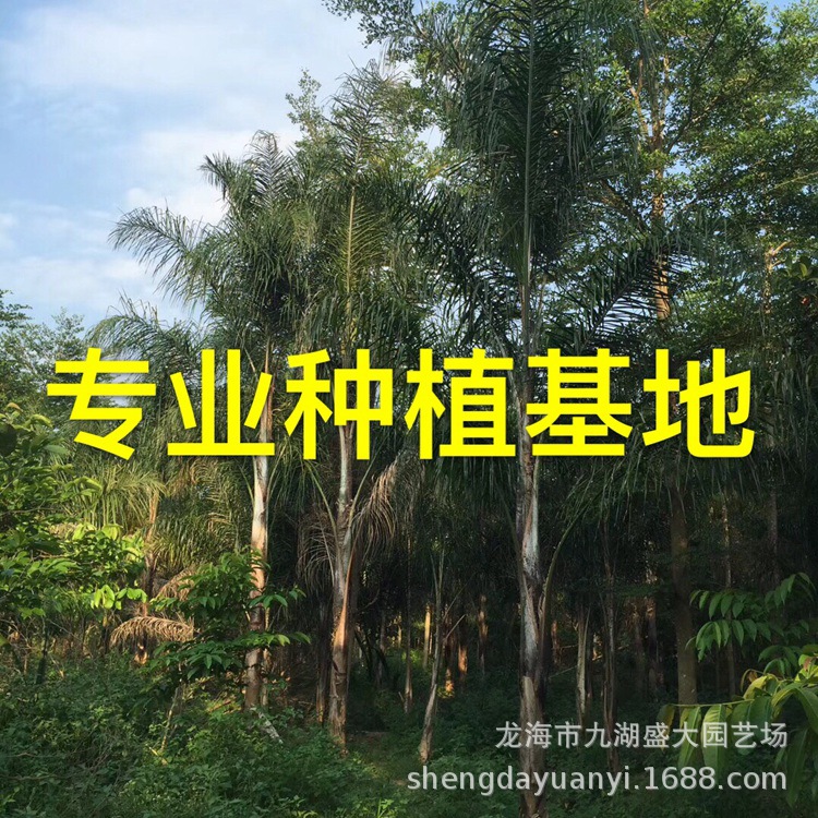 Оптовая продажа королевского куай Фуцзянь, цена куай Цзиньшань Юньнань, предложение королевского куай провинция Хубэй, прямая поставка куай Цзиньшань