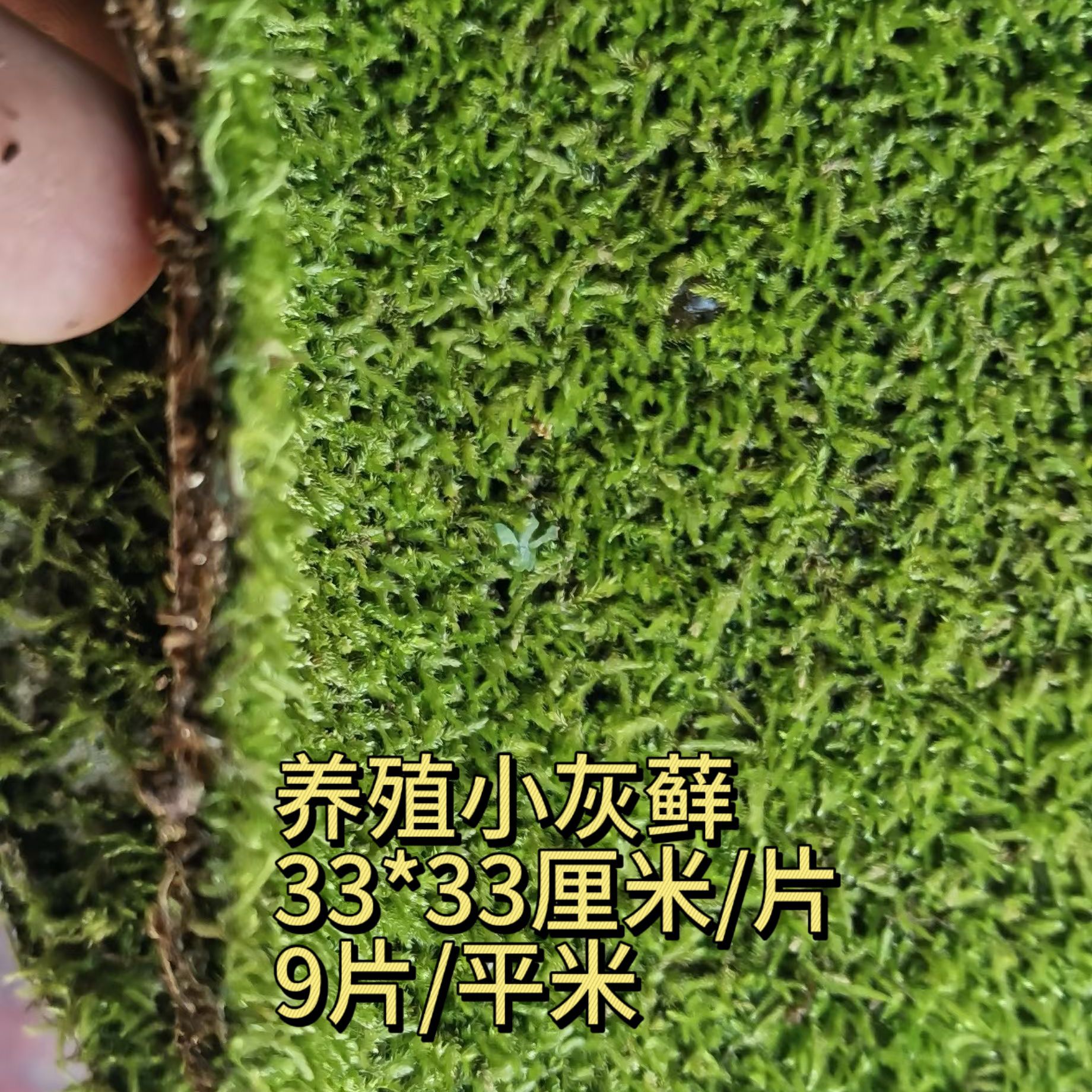 Large Gray Moss Small Gray Moss Big Feather Moss Wholesale Micro Landscape Water and Land Tank Rainforest Tank Plant Green Plant Live Moss