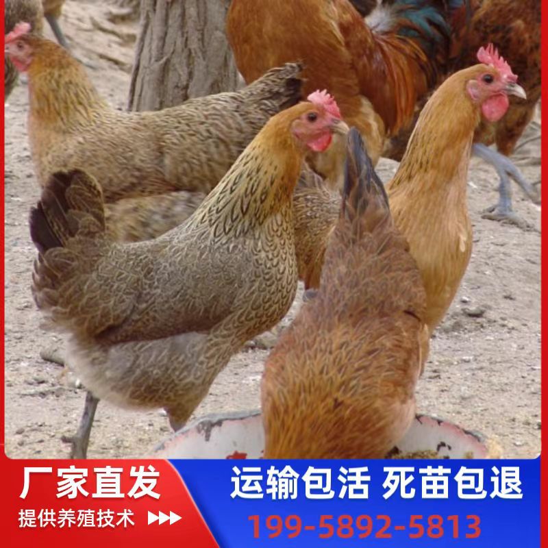 Оптовая продажа местных цыплят, однодневные живые цыплята с зелеными ногами, беломясные женские цыплята, местные цыплята на свободном выгуле