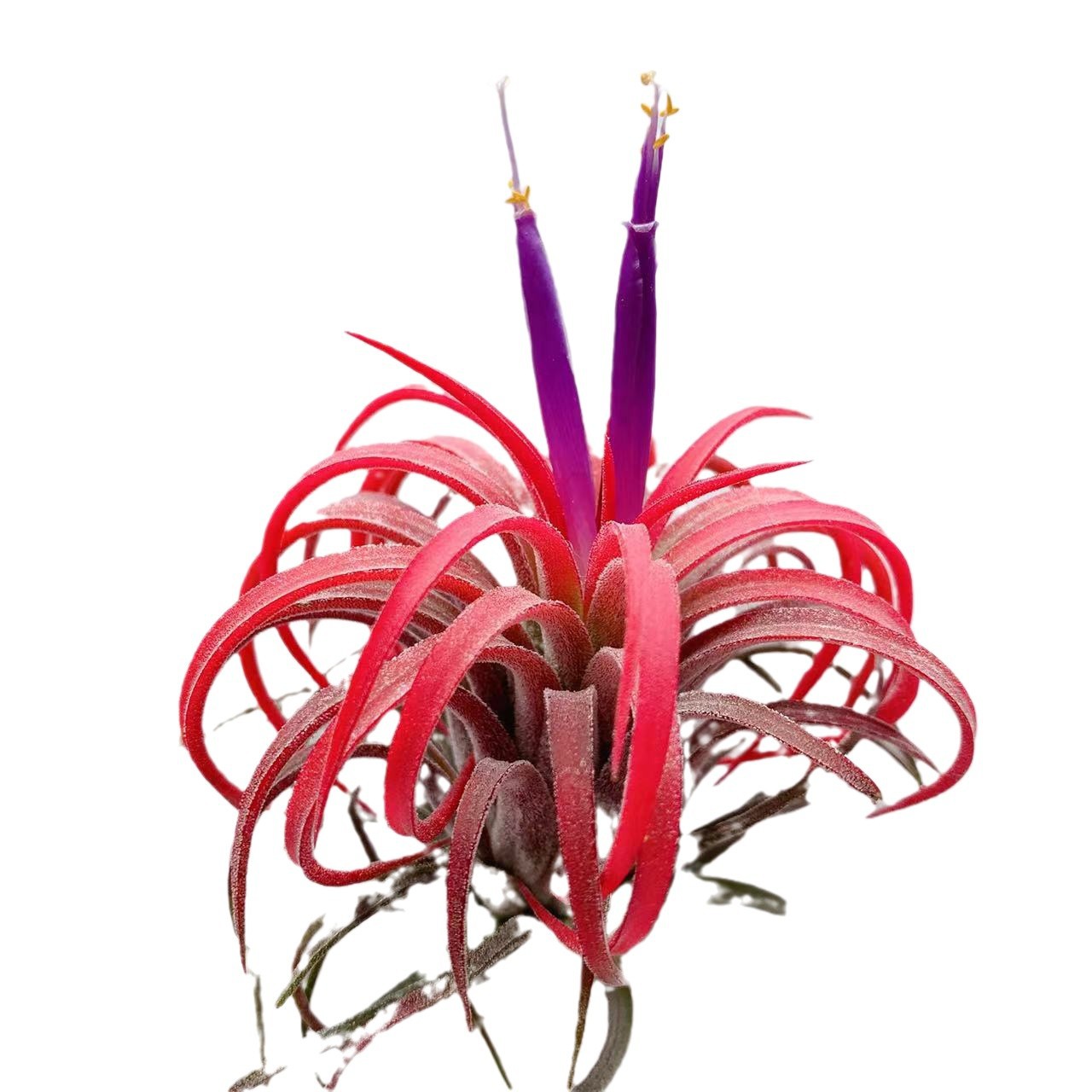 Factory Direct Supply, Base Delivery, Air Pineapple, Soilless Plant, Lupra, Cupid Elf