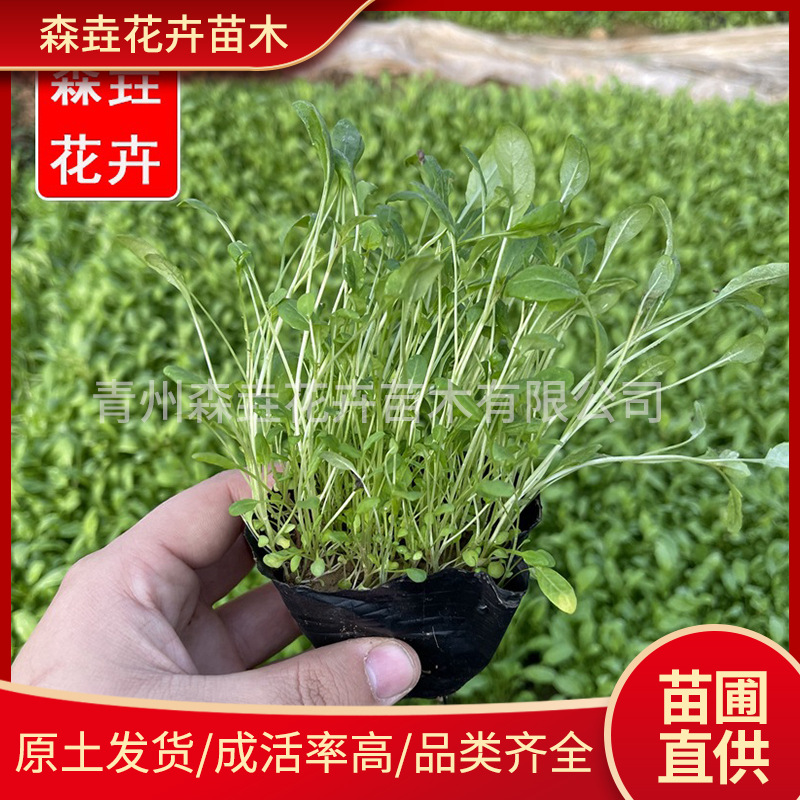 Оптовая продажа цветочных рассады вечерней примулы для озеленения, рассада вечерней примулы для двора