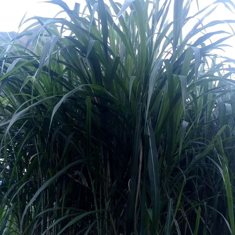 Hairless Sweet Elephant Grass No. 3 Seed Section Red Elephant Grass High Yield Cold-Resistant Emperor Bamboo Grass Giant Fungus Grass Section Perennial Four-Season Pasture