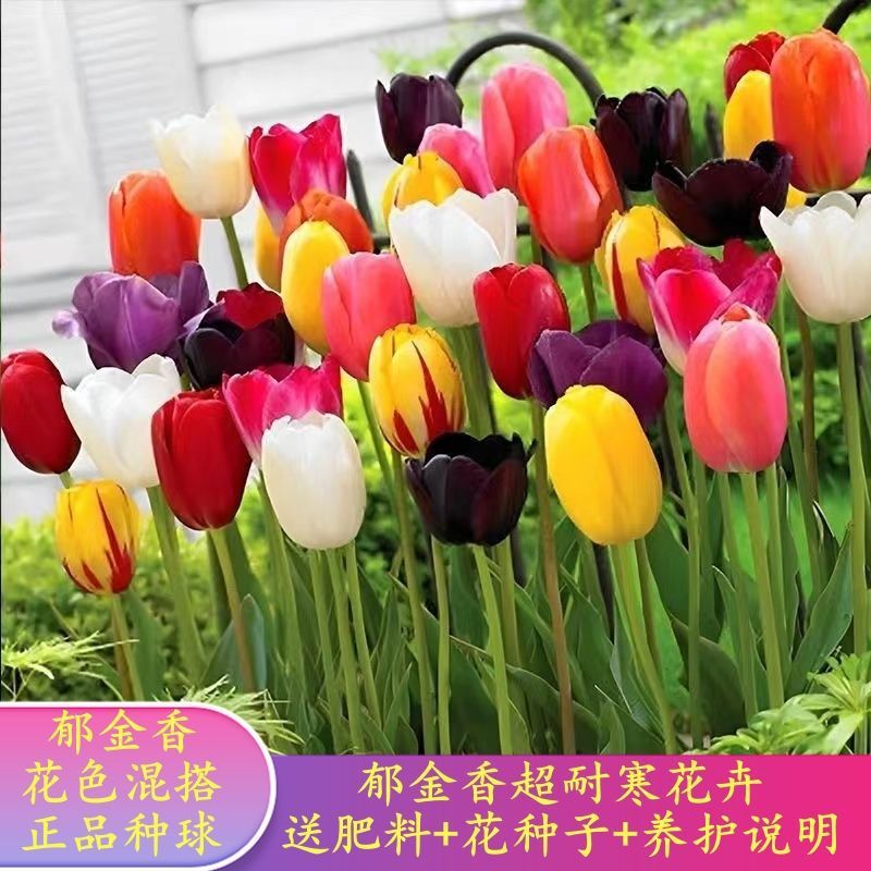 [Tulip Bulbs] Perfume Lily Bulbs, Narcissus, Amaryllis, Saffron, Tulip Seeds