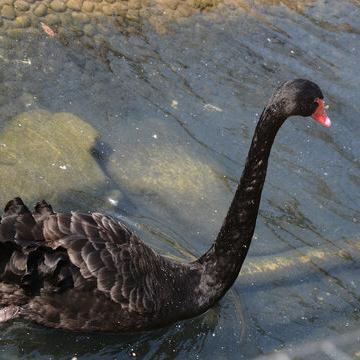 Adult Black Swans, Live Healthy Black Swans, Ornamental Grade Adult Black Swans, Sold in Pairs, Free Shipping and Live