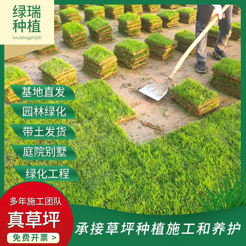 Living Turf Lawn with Soil, No Pruning, Dwarf Bermuda House Garden, Courtyard Greening, Manila Real Lawn