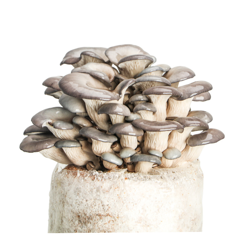 [Wholesale of Small E-Commerce Packages] Mushroom Planting Packages, Mushroom Packages, Flat Mushroom Home Planting Potted Plants, Self-Planting Home Indoor