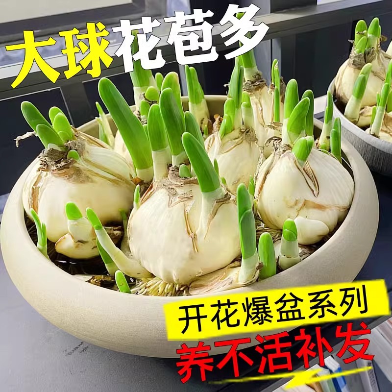 Narcissus Bulbs New Year's Eve Florals Winter Indoor Cold-Resistant Water-Raised Potted Plants Double-Petaled Narcissus Live When Exposed to Water