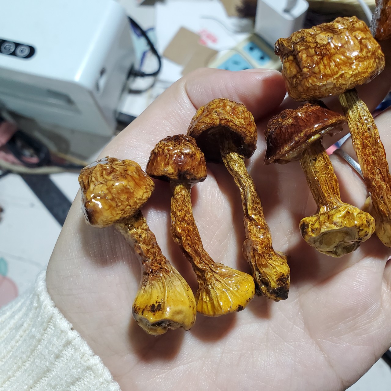 Glue Red Mushroom Earrings Small Mushroom Hair Accessories Real Flowers Dried Flowers Semi-Finished Handmade Resin DIY Decoration Materials