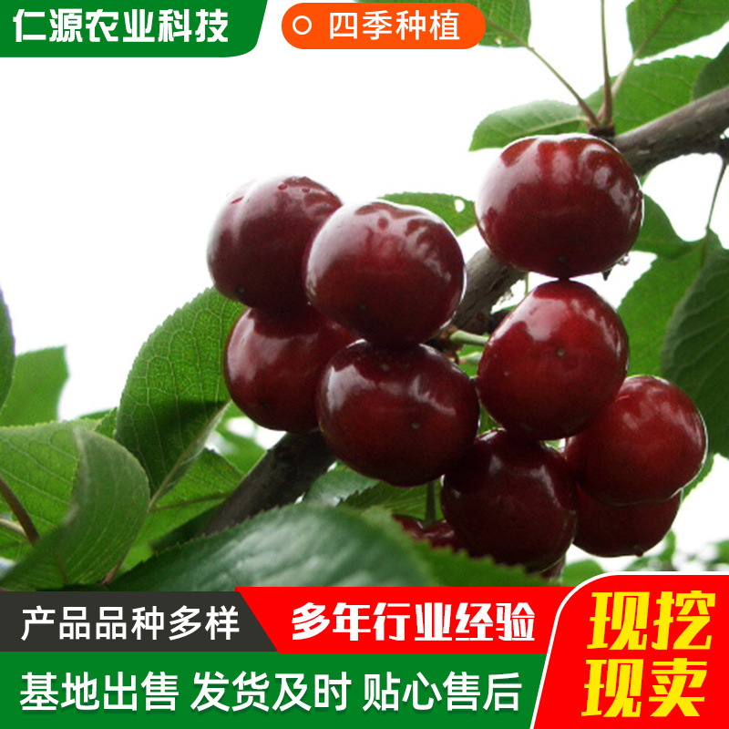 Прямые поставки саженцев вишни, саженцы вишни, большие саженцы в горшках, для южного и северного посадки