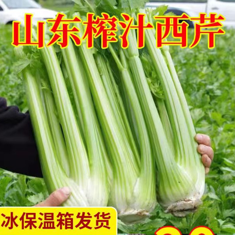 Juiced Celery, Fresh Large Half-Leaf Celery, Green Vegetables, Tender Heart Greens, Parsley and Ice, Freshly Picked 2.5kg