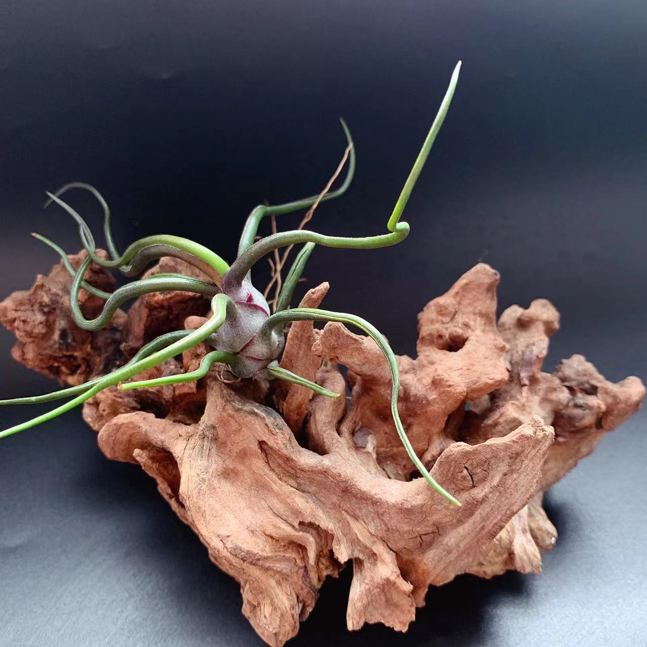 Little Butterfly Octopus Manufacturer Direct Supply Base Delivery Air Pineapple Soilless Plant