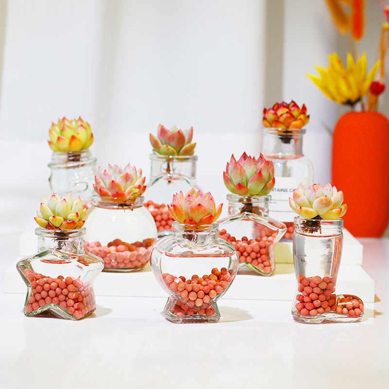 Hydroponic Succulent Plant Potted Desktop Bonsai Home Decoration Office Lazy Green Plant Novice Easy to Maintain