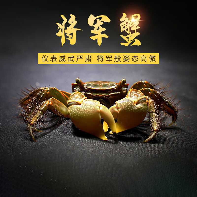 Краб домашний общий живой декоративный краб пресноводный зеленый краб оптовая продажа пляжный рай