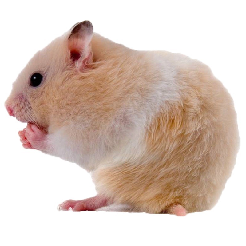 2026 Generation Hamsters for Sale: Three-Striped Hamsters, Purple Hamsters, Silver Fox Hamsters, Live Golden Hamsters, Long-Haired Hamsters, Curly-Haired Hamsters, No Risk Included