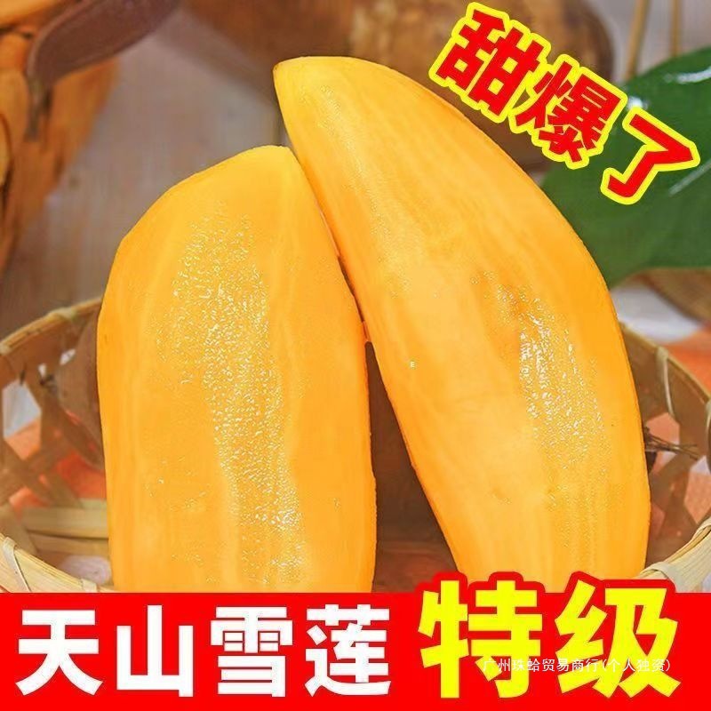 2025 Yunnan Plateau Fairy Fruit Seasonal Fresh Fruit Tianshan Snow Lotus Freshly Digging Fruit Freshly Crisp Sweet Snow Lotus Fruit in the Snow