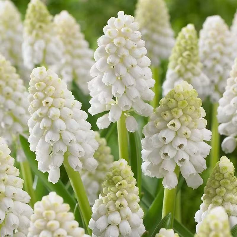 Grape Hyacinth Seed Bulbs Potted Ground Planting Courtyard Bulb Seed Plant Perennial Hyacinth Flower Large Ball