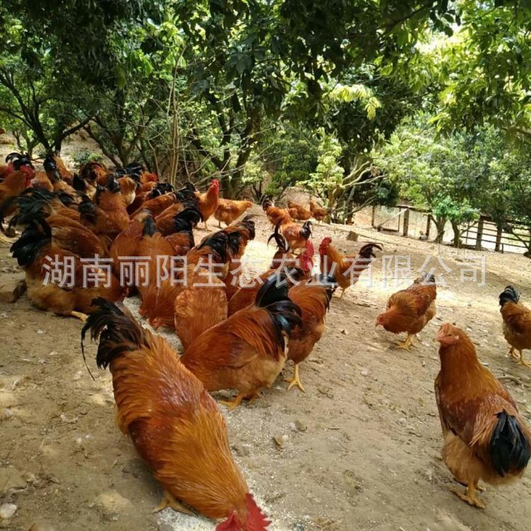 Incubator Wholesale Chicken Chicks Live Lingshan Hemp Chicken Chicks Big Red Rooster Chicks Out of the Shell Chicks and Warm Chicken Chicks