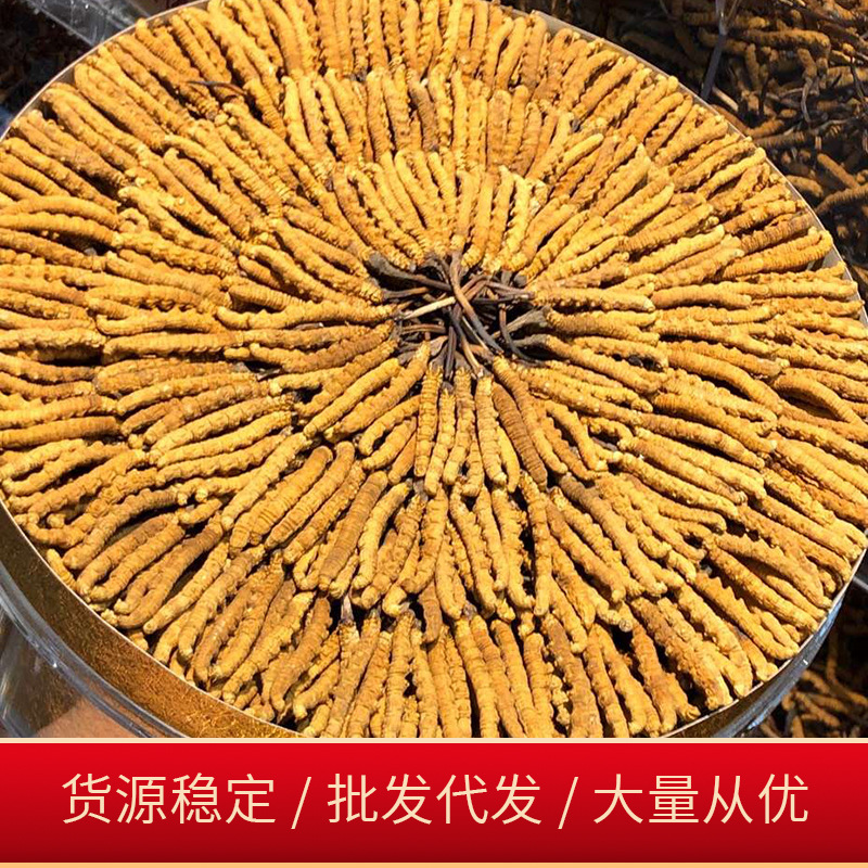 Xizang Nagqu Fresh Cordyceps Sun-Dried Cordyceps Sinensis Dried Goods Wholesale Wild Cordyceps Hay Gift Box Raw Cordyceps