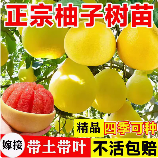 Саженцы помело, фруктовые деревья, красное сердце медового помело, гуансийское дашатиан помело, устойчивые к фруктам южные саженцы для посадки во дворе