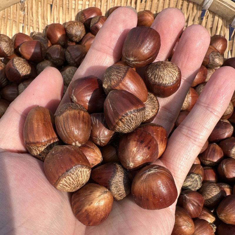 Northeast Wild Large Hazelnuts with Thin Skin and Easy to Peel, Original Fried Nuts, the King of Ironing, Healthy High-Protein Snacks