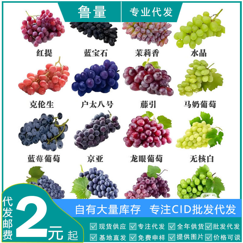 Прямые поставки от источника, база Cid специализируется на саженцах винограда Кёхо Сапфир Солнце, в горшках и для посадки в грунт