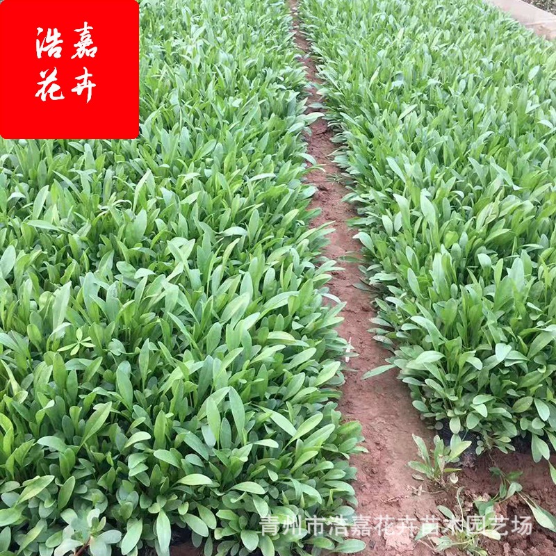 Coreopsis Nutrition Bowl Planting Base Scenic Area Flower Sea Ornamental Fresh Cut Florals Perennial Florals Large Flower Coreopsis