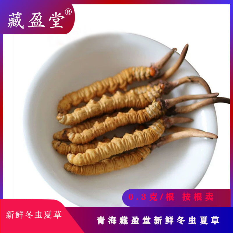 2025 кордицепс синенсис от Занг Иньтанг, свежий, 0.3-0.6г, минимальный заказ подарочной коробки