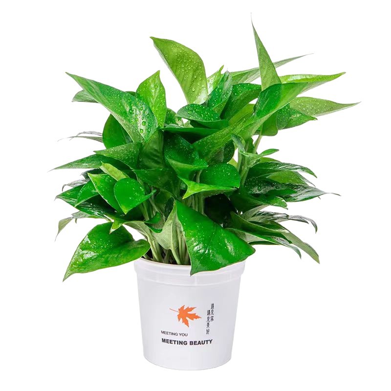 Green Radish Hydroponic Wholesale Potted Plants Indoor Easy to Grow Green Radish Green Basket Plant Large Leaf Green Radish 180 Green Basket