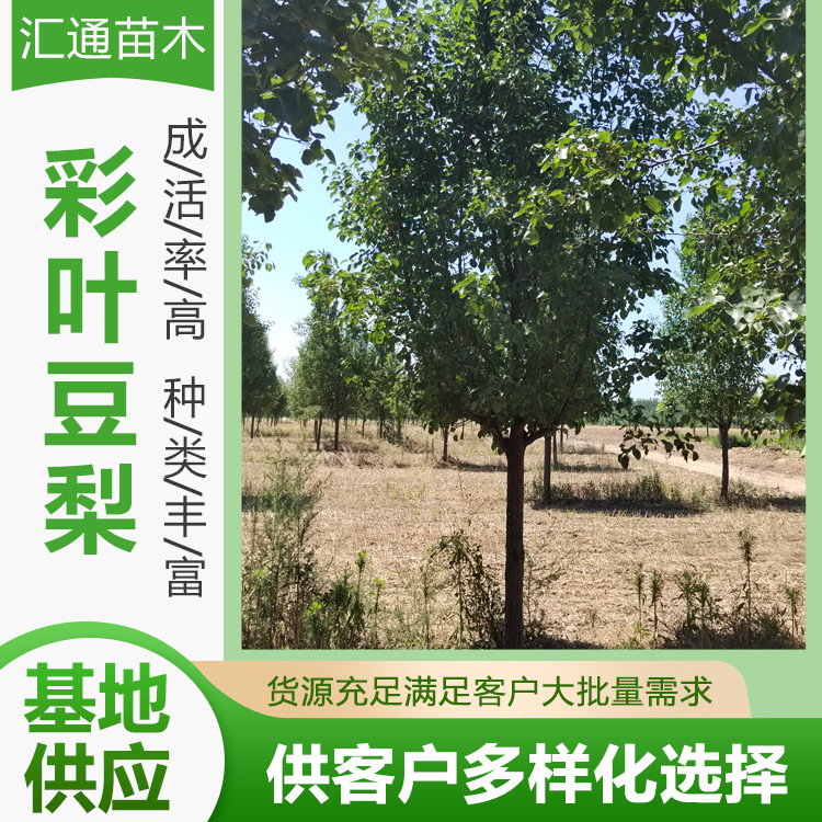 Цветной листовой боб 8-18 см ветви 1.3-15 м озеленяющие саженцы для дорожного озеленения защитные деревья лиственные деревья