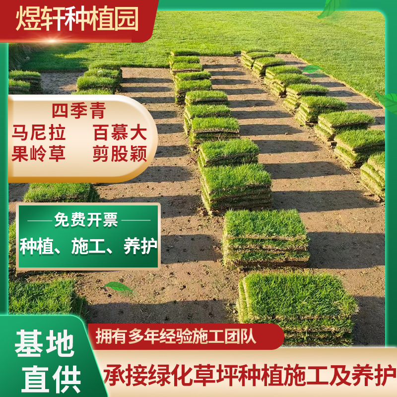 Настоящий Газон с Почвой Газон Устойчивый к Засухе Устойчивый к Топтанию Карликовый Бермуда Двор Виллы Озеленение Настоящий Газон