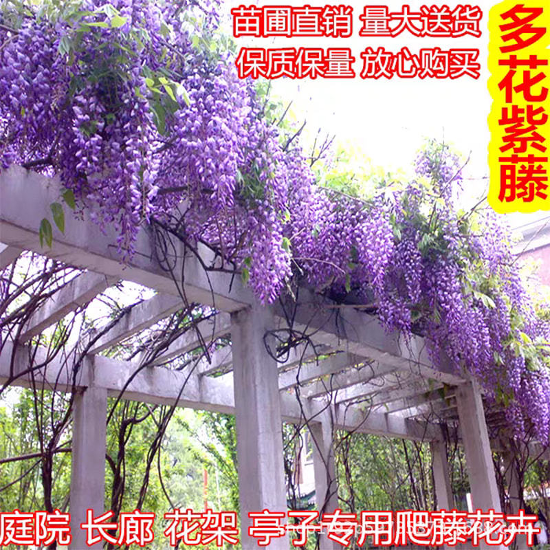 Wisteria Saplings, Climbing Vines, Courtyard Plants, Balcony Walls, Long Spikes, Multi-Flower Vines, Wisteria, Cold-Resistant Four-Season Florals