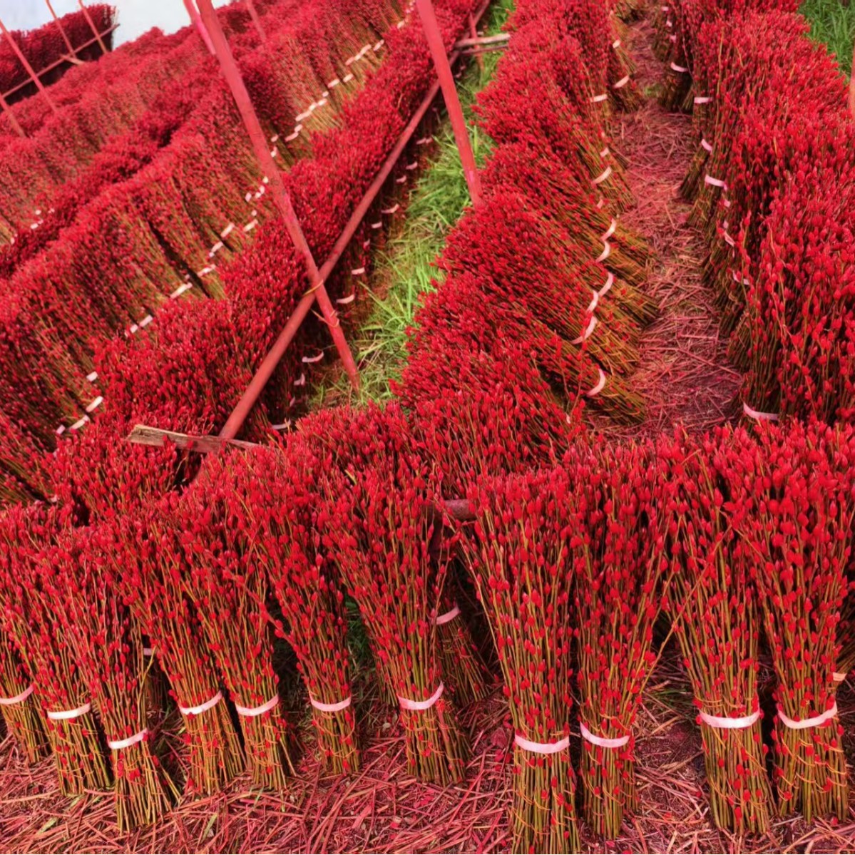 Fresh Red Willow New Year's Flower Silver Willow Multicolored Willow Real Flower Dried Flower Direct from Manufacturer 40cm Year-End Clearance Sale